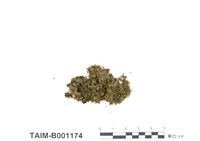 藏品(日本錦苔)的圖片